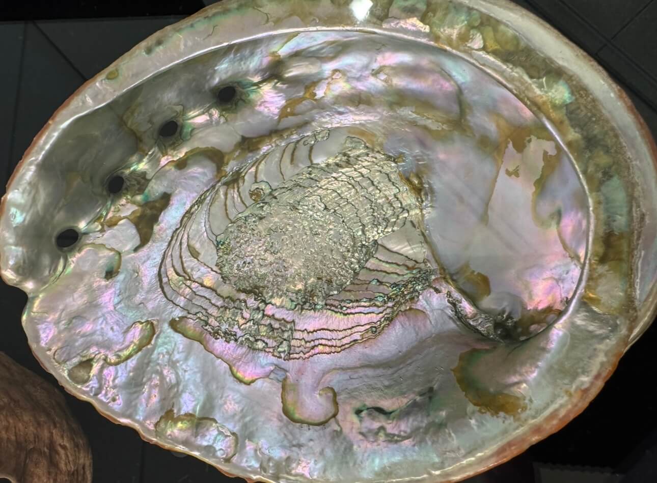 Close-up of iridescent abalone shell with vibrant patterns.